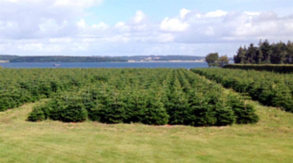 Kortegaard Christmas trees